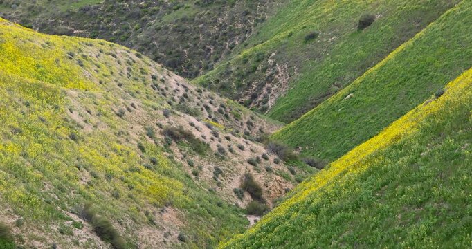 Green hills with yellow wildflowers blooming Carrizo plain national monument.