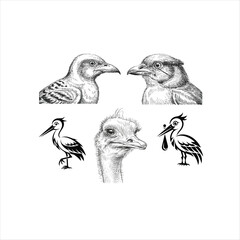 Obraz premium Diverse Bird Portraits Sketch Collection: Ostrich Woodpecker Stork and More