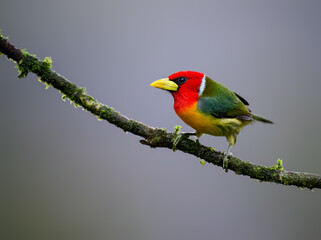 Male Red-headed Barbet Perched on Mossy Branch in Cloud Forest]