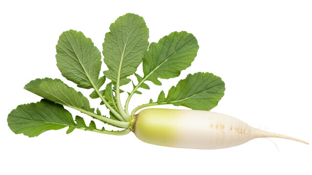 Freshly harvested white daikon radish with vibrant green leaves, showcasing its elongated root and crisp texture, isolated PNG with Transparent Background