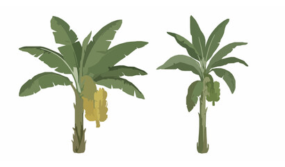 Realistic botanical banana tree vector set with two tropical plant varieties isolated on white background © Sabbir