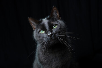 black cat on black background portrait