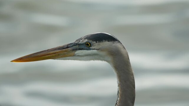 Slow Motion Closeup of a Blue Heron
