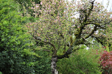Fototapeta premium Apple tree is blooming with pink flowers in spring