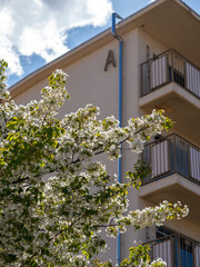 公園に咲く桜と廃墟の団地