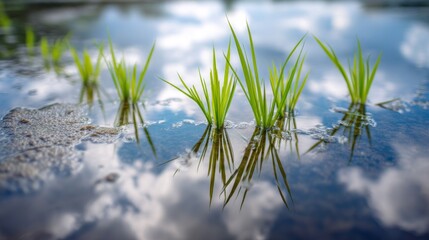 Obraz premium Lush Green Grass Growing in Shallow Water with Reflections of Blue Sky and Clouds in a Serene Natural Environment