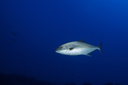 Image of a medium-sized amberjack against a navy blue background. Perfect for displays, teaching, education, and writing on an ocean blue background.