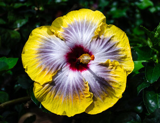 yellow flower in the garden