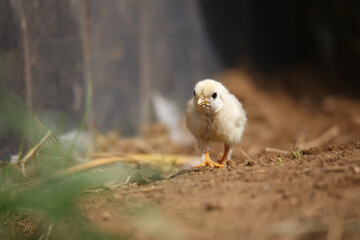 ヒヨコ © yamasan