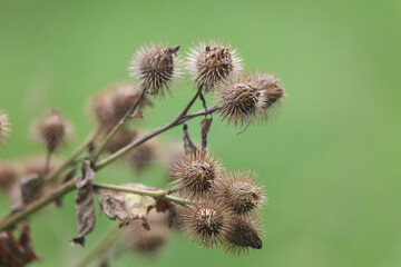 風に揺れるごぼうの実