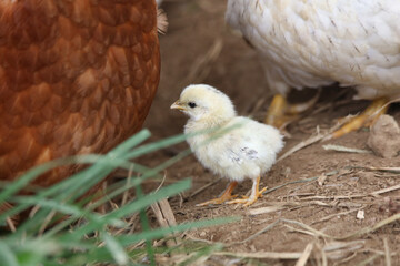 ヒヨコ © yamasan