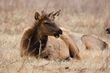 Obraz premium Cow elk in grass field 