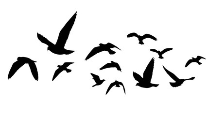 Flock of Birds Silhouetted in Flight Against White Background.