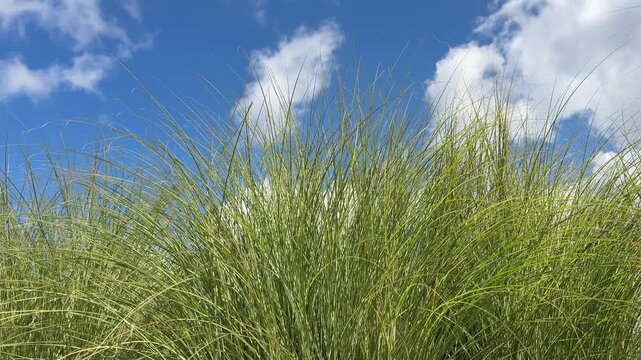 Green grass and blue sky with clouds.