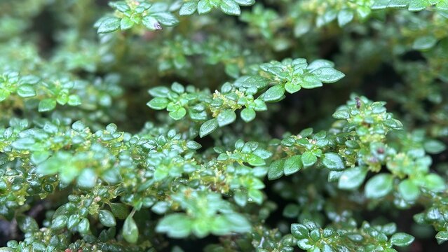 Pilea microphylla originates from tropical regions of the Americas