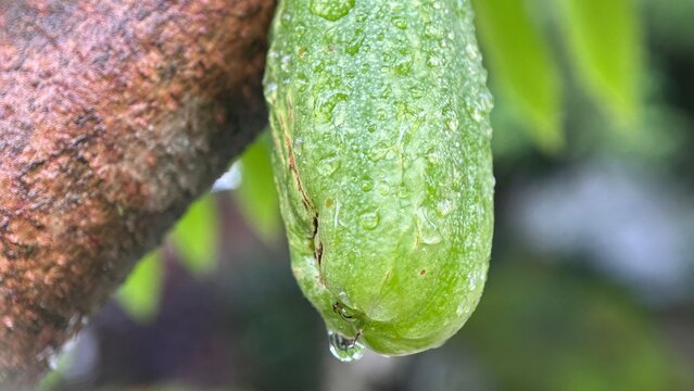 close-up Averrhoa bilimbi on the trunk