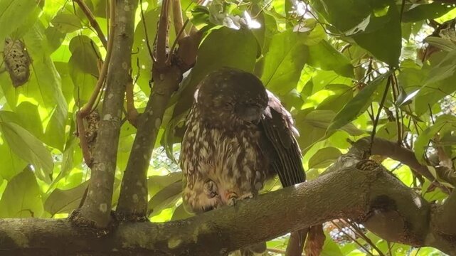 Close view of a Southern Boobook owl Ninox novaeseelandiae, also called Australian Boobook, perched in shade on a leafy branch, looking at camera then preening its feathers.