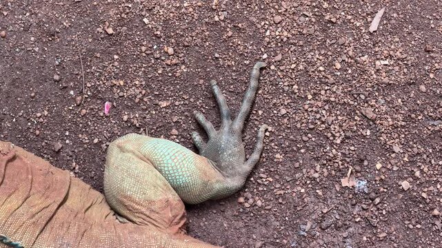 Female wallaby resting on the ground while her joey stays hidden inside the pouch, with small legs and tail visible outside the marsupial pocket in a calm natural setting.
