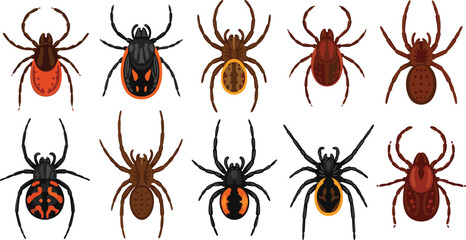 Spider and tick illustration set featuring various arachnid species with detailed bodies for biology education pest control and nature design projects © Sumon Creative