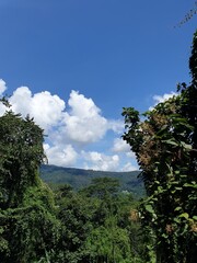 Obraz premium Mountain, forests, Nature