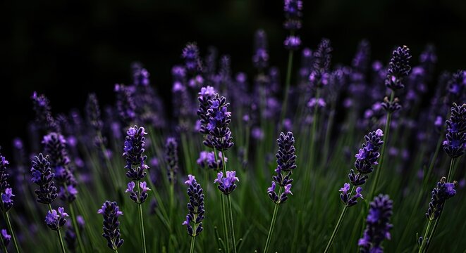 A vibrant lavender field with a dark, blurred background.