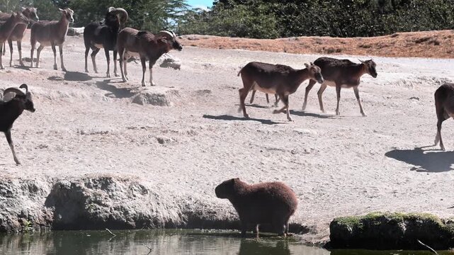 Capybaras and mouflons coexisting by the pond in a nature reserve