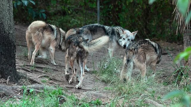 Pack of Mexican wolves (Canis lupus baileyi) exploring a wooded area in controlled captivity