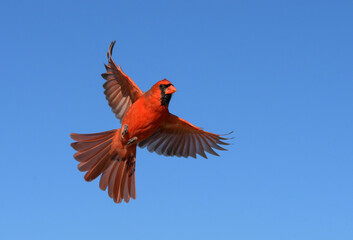 Male Northern Cardinal mid flight, with his wings spread out, against blue winter sky © pimmimemom