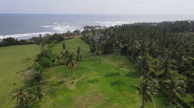Coconut and Beach green in Bali Tabanan Indonesia