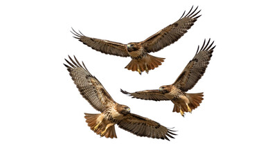 Fototapeta premium Three majestic hawks flying isolated on transparent background, PNG