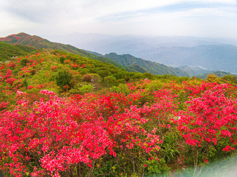 Azaleas on Dawei Mountain in Liuyang
The April wind woke the mountains.
The Rhododendron in Dawei Mountain finally ushered in a grand flowering period.

