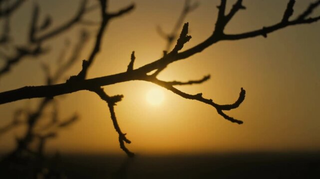 Bare tree branch silhouette against warm sunset sky creating minimal composition with soft golden gradient and tranquil evening atmosphere.