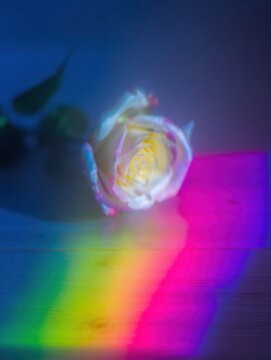 White Rose Flower Resting on Wooden Table Surface with Neon Glowing Light Reflection for Valentines Day Romantic Advertising Background and Copy Space