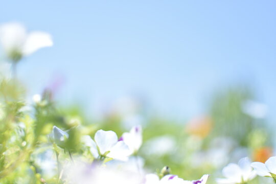 Nemophila Images – Browse 20,781 Stock Photos, Vectors, and Video