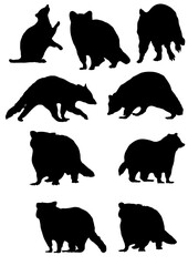 Fototapeta premium Raccoon Silhouette Set in Various Poses