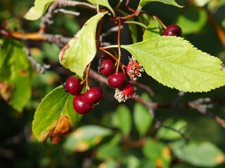 Obraz premium Ripe Red Douglas Hawthorn (Crataegus douglasii) Berries with Persistent Calyx in Mid-August, Colorado