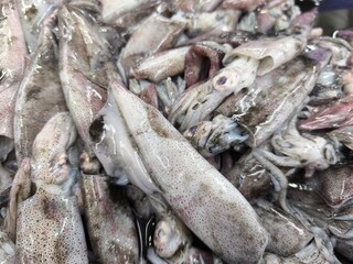 Obraz premium Close-up of a large pile of fresh squid. The squid are various sizes.