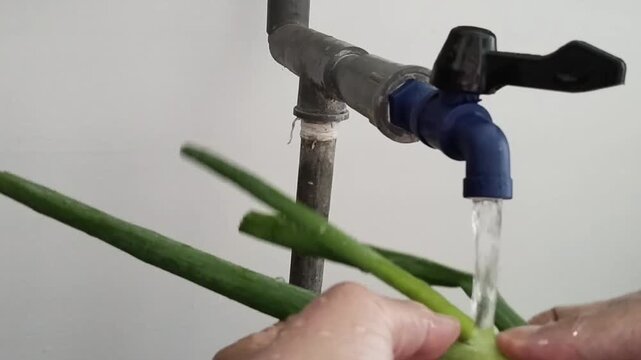 A pair of hands is washing leeks right under the water flowing from a blue-black plastic tap connected to a gray PVC pipe installation with a clean white wall background.