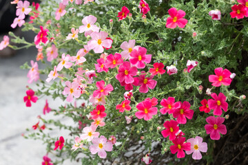Fototapeta premium Beautiful Crimson Phlox (Jamesbrittenia hybrid) flowers.