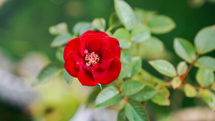 Obraz premium Beautiful blooming rose flower with fresh green leaves and water droplets in a home garden.