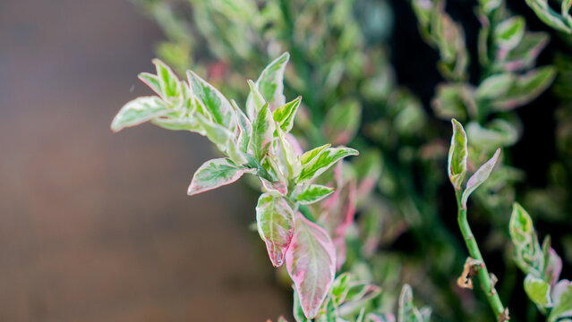 Close-up of variegated leaves of Pedilanthus tithymaloides, also known as the Zig-Zag plant or Devil's Backbone.