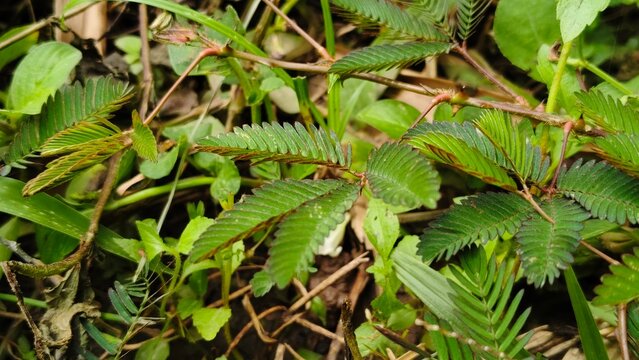 The scientific or Latin name of the sensitive plant is Mimosa pudica L. This plant comes from the Fabaceae family (legume family) and is known for its unique ability to close its leaves quickly when t