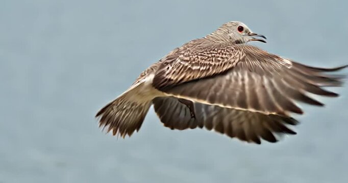 ave, fauna, naturaleza, animal, inhospitalario, pico, azores, alas, vuela, cielo, apresurado, emplumar, aguilas, ave de presa, caf&eacute;, depredador, bragueta, aviar, presa, azul, gaviota, pandion haliaetu