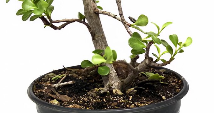 f&aacute;brica, hojas, cagado, aislada, naturaleza, aumento, &aacute;rbol, vida, brotar, pote, pl&aacute;ntula, nuevas, agricultura, crecimiento, miniatura, suciedad, joven, tierra, acrecentar, horticultura, blanco, prima