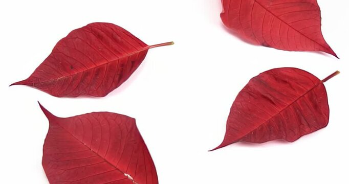 hojas, oto&ntilde;al, rojo, caer, aislada, naturaleza, blanco, f&aacute;brica, ciclos, &aacute;rbol, follaje, amarilla, close-up, anaranjada, verde, color, con textura, macro, insaturado, brillante, singles, objeto, arce,