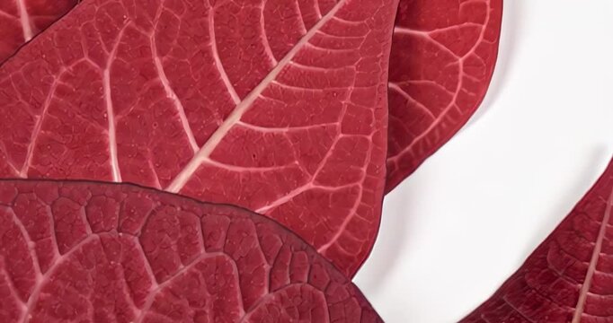 hojas, con textura, verde, naturaleza, abstracta, f&aacute;brica, oto&ntilde;al, macro, rojo, dechado, close-up, caer, &aacute;rbol, fresco, color, vena, construcci&oacute;n, flora, nativo, follaje, detallar, bot&aacute;nica, primavera