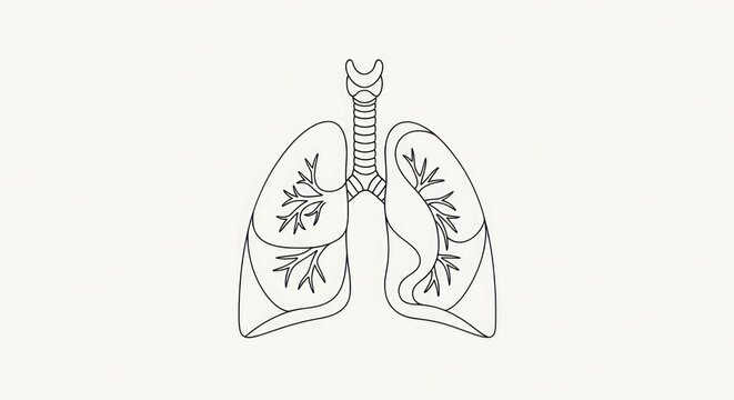 A simple line drawing of human lungs with branches representing bronchial tubes and smaller branches indicating smaller airways or alveoli.