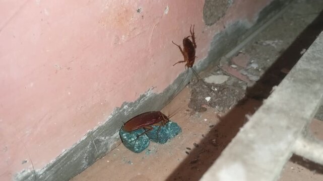 Close up of American cockroaches (Periplaneta americana) feeding on pest control chemical bait