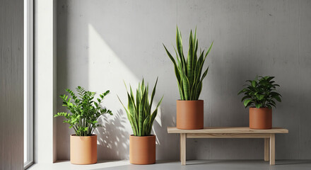 Indoor Green Plants in Terracotta Pots Arranged on a Wooden Shelf.