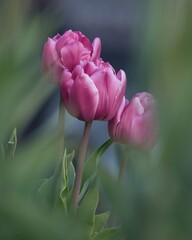 美しいチューリップの花